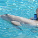 Cancún: Dolphin Encounter on Isla Mujeres with Buffet - Meeting the Dolphin Discovery Team on Isla Mujeres