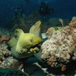 Cancun: Goliat Grouper Dive Adventure - Exploring the Underwater Sculpture Museum at Isla Mujeres