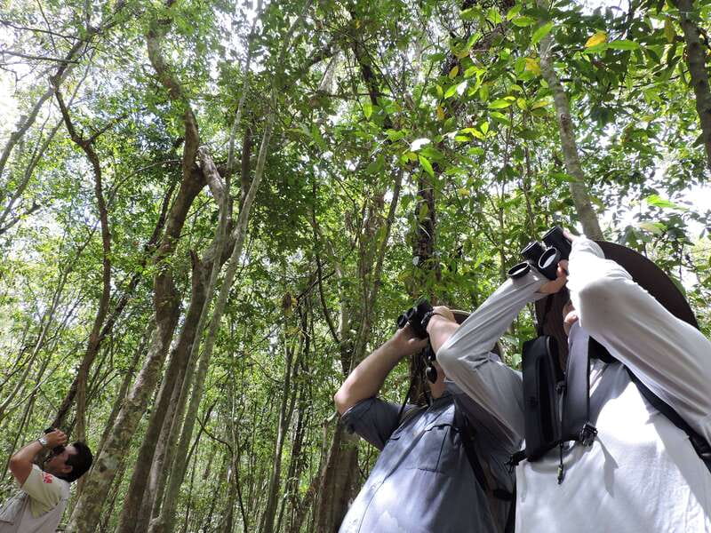 Cancún: Guided Birdwatching Hike - Exploring the Ruta de Los Cenotes Trail