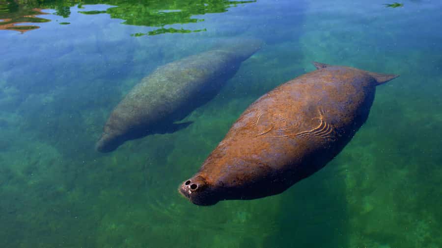 Cancun: Manatee Swimming on Isla Mujeres with Buffet Lunch - The Ferry Transfer from Cancun to Isla Mujeres