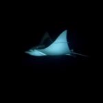 Cancun: Night Dive for Certified Divers - What You Need: Certification and Group Size