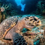 Cancun: Parrotfish Adventure Package - How the Parrotfish Package Caters to Certified Divers