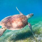 Cancun: Sea turtles and Cenote Tour With Pick Up from your Hotel - How the Tour Ensures a Smooth Experience from Cancun