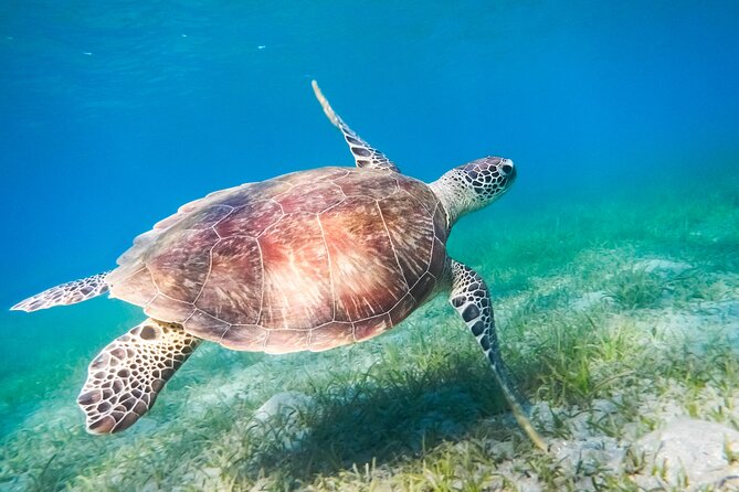 Cancun: Sea turtles and Cenote Tour With Pick Up from your Hotel - How the Tour Ensures a Smooth Experience from Cancun