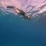 Cancun: Snorkel in MUSA Undewater Museum and Reef - What to Expect During the Snorkeling Adventure