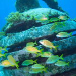 Cancun: Snorkeling at Underwater Museum & Manchones Reef - Meeting Point Inside Rean Inn Hotel and Marina