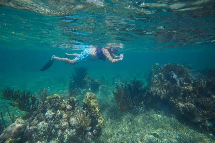 Cancun: Snorkeling Tour with Hotel Pickup - Easy and Comfortable Transportation in Cancun