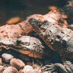 Cancun: Speedboat Adventure & Crocodile Sighting - Encountering Crocodiles in Their Natural Environment