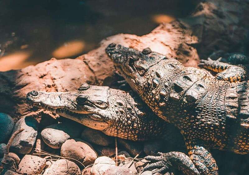 Cancun: Speedboat Adventure & Crocodile Sighting - Encountering Crocodiles in Their Natural Environment