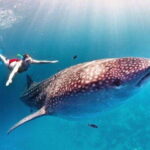Cancun: Swim with Whale Sharks - Pickup and Transportation to the Departure Point