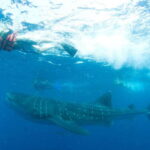 Cancún: Swim with Whale Sharks - Meeting Point and Transportation to Isla Contoy