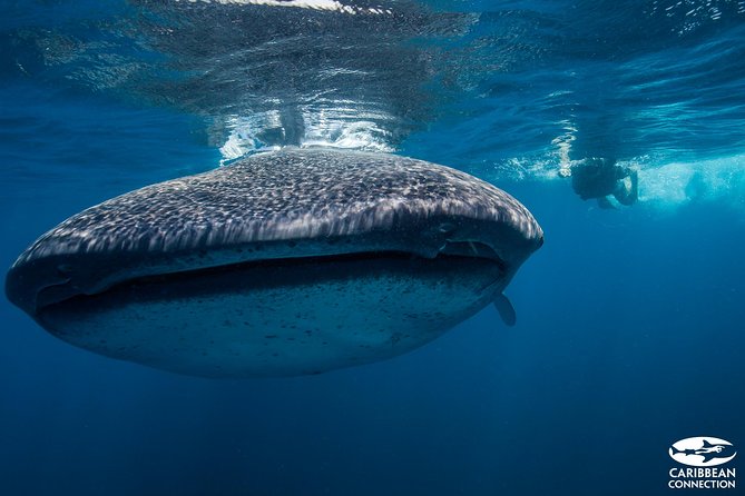 Cancun Whale Shark Encounter - Responsible Whale Shark Watching with Expert Guides