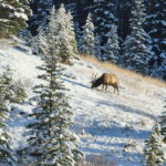 Canmore/Banff: Explore Banff & Wildlife - Wildlife Spotting in Banffs Natural Habitat