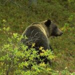 Canmore: Morning Wildlife Viewing Tour in Banff National Park - Exploring Lake Minnewanka and Nearby Glacial Lakes