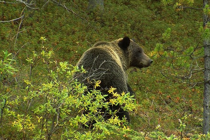 Canmore: Morning Wildlife Viewing Tour in Banff National Park - Exploring Lake Minnewanka and Nearby Glacial Lakes