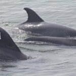 Cape May: Scenic Whale and Dolphin Watching Cruise - Starting Point and Trip Duration