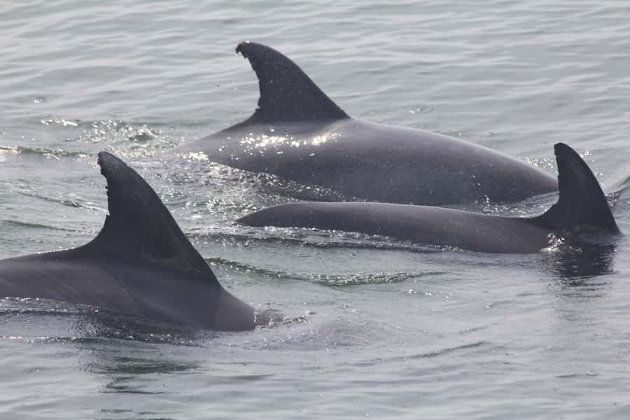 Cape May: Scenic Whale and Dolphin Watching Cruise - Starting Point and Trip Duration
