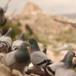 Cappadocia Private Guided Tour(Car&Licensed Guide) - Exploring the Artistic Tradition of Avanos