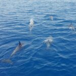 Captain's Choice: Dolphin Watch Sunset Sail - The Departure and Route from the Historic Seaport