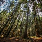 Carpathians in Romania: Piatra Craiului National Park with native Spanish guide. - Exploring the Gorges of Zarnesti and Forest Ascent