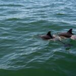 Cascais coast: Dolphin watching - Which Marine Creatures Are Usually Seen?