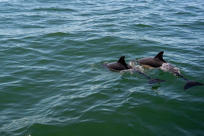 Cascais coast: Dolphin watching - Which Marine Creatures Are Usually Seen?