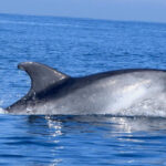 Cascais: Dolphin Watching Speedboat Tour - The Journey Begins at Cascais Marina
