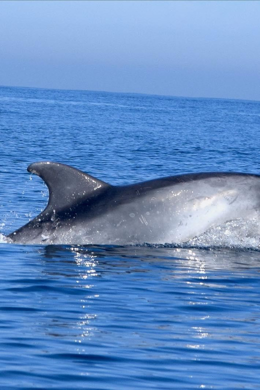 Cascais: Dolphin Watching Speedboat Tour - The Journey Begins at Cascais Marina