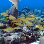 Catalina Island Full-Day Snorkeling + Lunch from Punta Cana - Catalina Island’s Snorkeling and Marine Life
