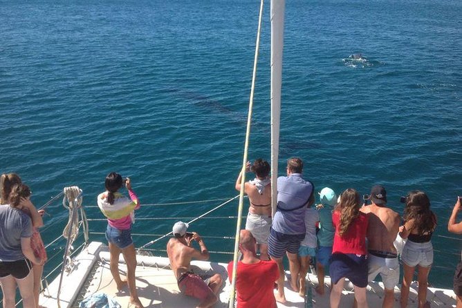 Catamaran Cruise in Lagos - From the Marina to Ponta da Piedade: Scenic Coastal Stops