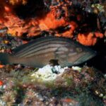 Catania: Scuba Diving Experience - The Start at Camping Jonio in Catania