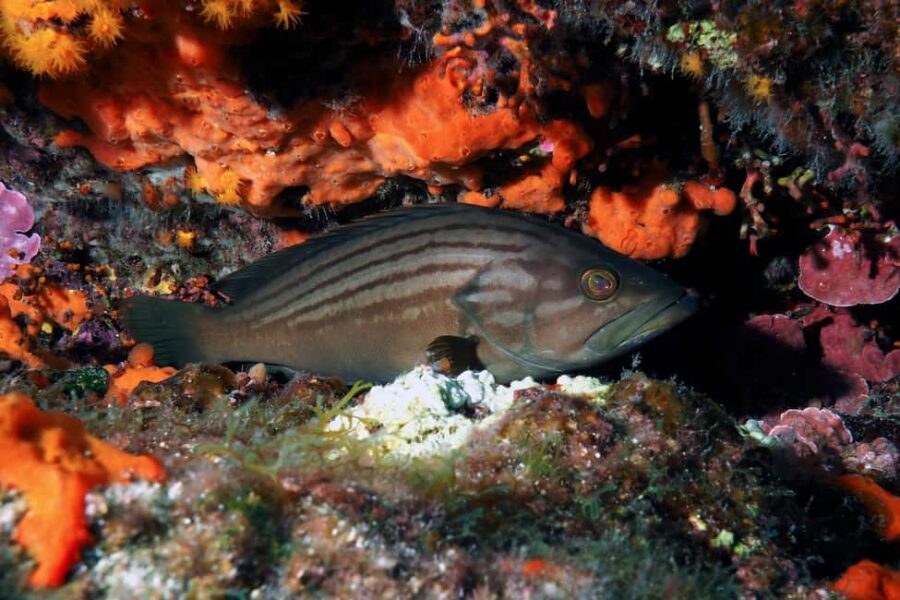 Catania: Scuba Diving Experience - The Start at Camping Jonio in Catania