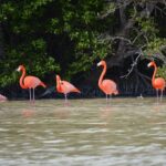 Celestun Biosphere Reserve Tour from Merida - Exploring the Ria Celestun Biosphere Reserve by boat