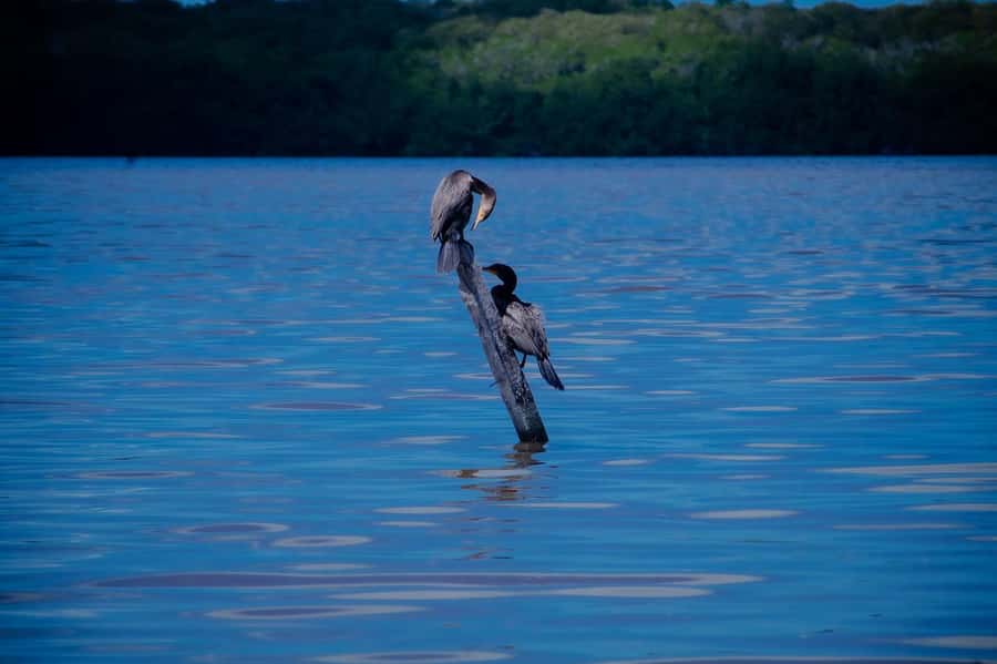 Celestún Flamingos, Beach, and Seafood Lunch Tour from Merida - Exploring the Ría Celestún Biosphere Reserve on Foot