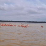 Celestun + Lunch, Boat Ride & beach time. - From Merida to the Celestun Biosphere Reserve in Comfort