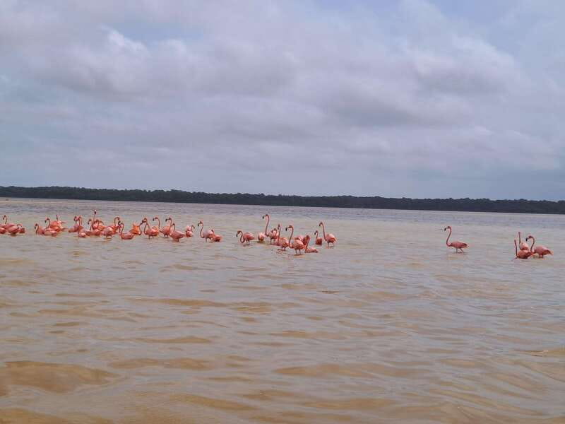 Celestun + Lunch, Boat Ride & beach time. - From Merida to the Celestun Biosphere Reserve in Comfort
