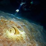 Cenotes diving - Exploring the Sacred Maya Cenotes