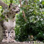 Central Park Zoo Admission Ticket with 4D Theater Access - Exploring the Biomes: Tropic Zone, Temperate Territory, and Polar Circle