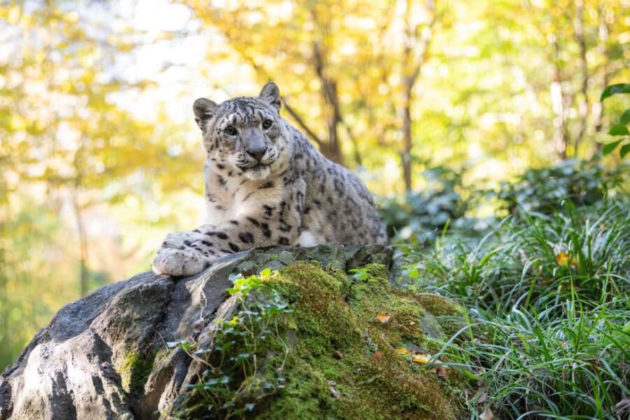 Central Park Zoo Entry Ticket - Explore the Temperate Territory Featuring Red Pandas and Snow Leopards