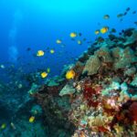 Certified Diver: 2-Tank Shallow Reef Dives off Oahu - Starting Point at Dive Oahu’s Kewalo Basin Harbor