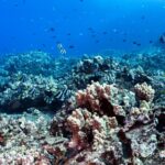 Certified Scuba Diving Along Two Shallow Reef Sites - Who Should Book This Dive Trip?