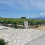 Chania: Full-Day Vineyard & Winery Private Tour w/ Tastings - Starting from the Heart of Chania