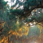 Charleston: Boone Hall & Historic City Tour Combo - The Tour Starts at the Charleston Visitors Center Behind the Museum