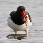 Charleston Eco Boat Cruise with stop at Morris Island Lighthouse - Navigating the Estuary and Marshes of Lowcountry