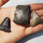 Charleston: Private Shark-tooth hunt and Lighthouse Viewing - Starting Point and Booking Details on Folly Beach