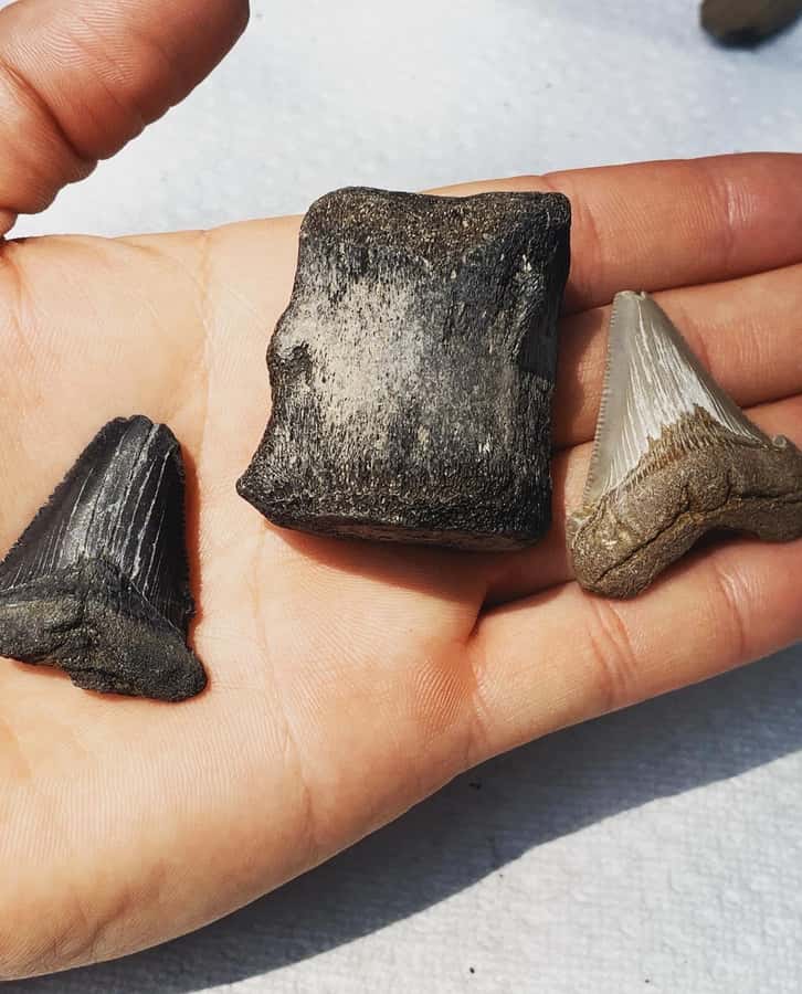 Charleston: Private Shark-tooth hunt and Lighthouse Viewing - Starting Point and Booking Details on Folly Beach