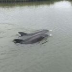 Charleston, SC: Folly Beach Private Sunset & Dolphin Cruise - Meeting Point and Booking Flexibility Near Folly Beach