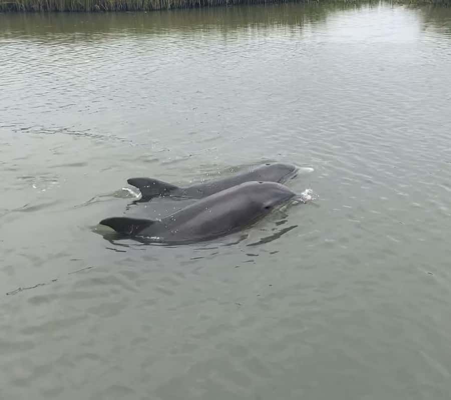 Charleston, SC: Folly Beach Private Sunset & Dolphin Cruise - Meeting Point and Booking Flexibility Near Folly Beach