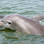 Charleston: Schooner Sailing Experience & Dolphin Watch - Starting Point at Aquarium Wharf Provides Easy Access