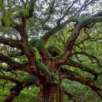 Charleston Style VIP Tour - Starting at Charleston Visitor Center for a Flexible Morning Kickoff